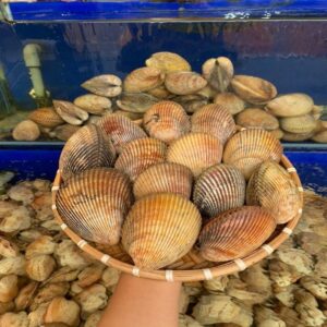 Sò dương